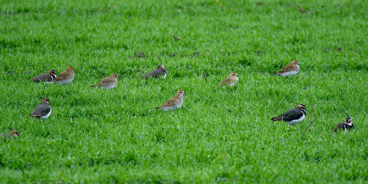 European Golden-Plover - ML646226257