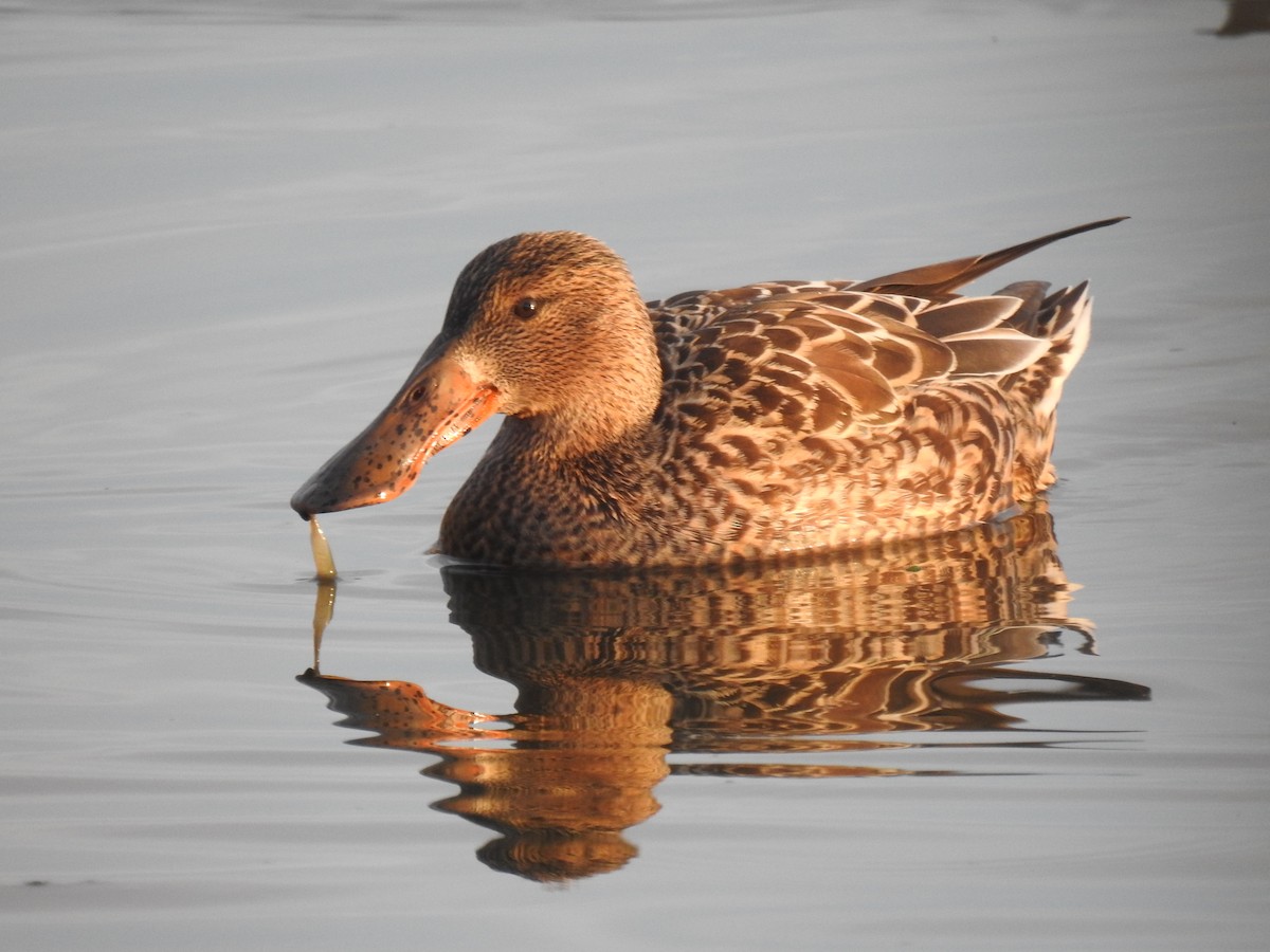 琵嘴鴨 - ML646226258