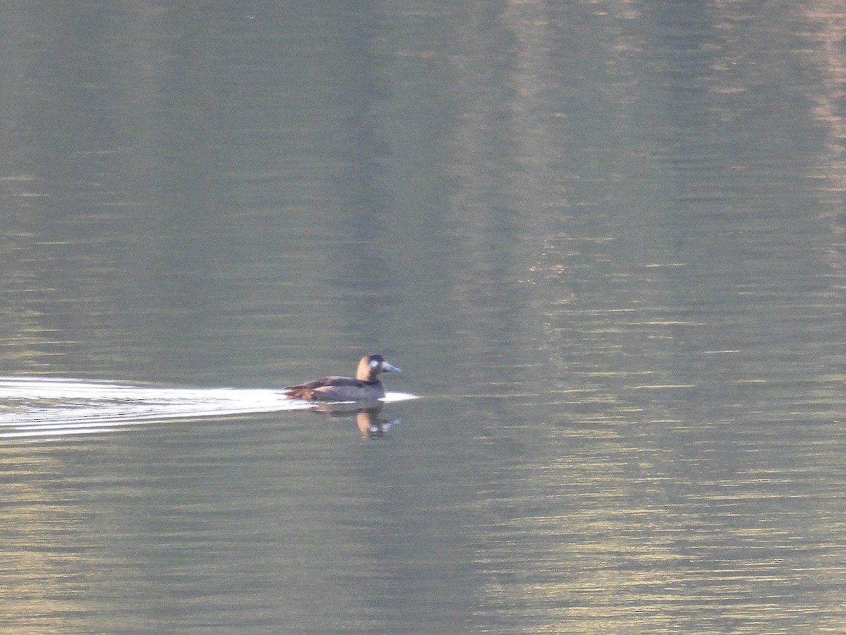 White-winged Scoter - ML646226259