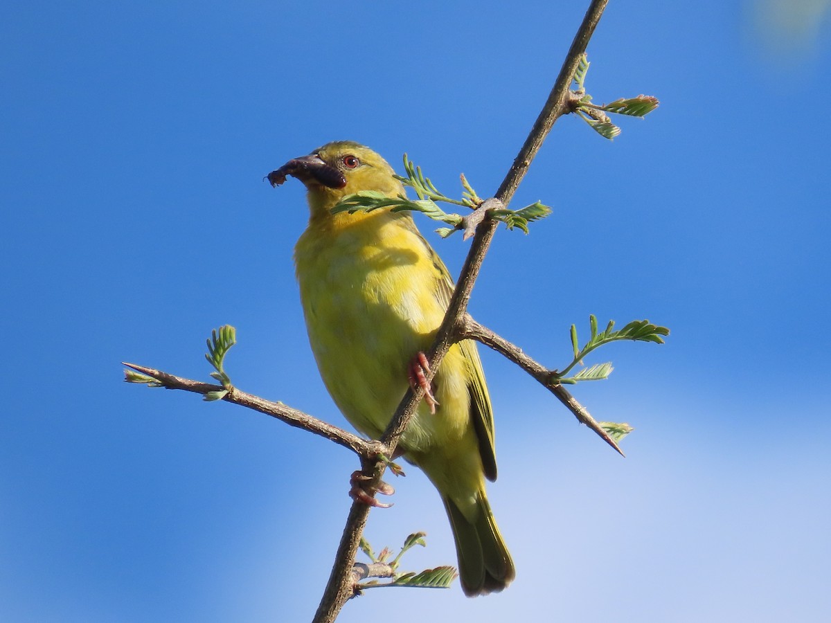 黑頭織雀 - ML646226263