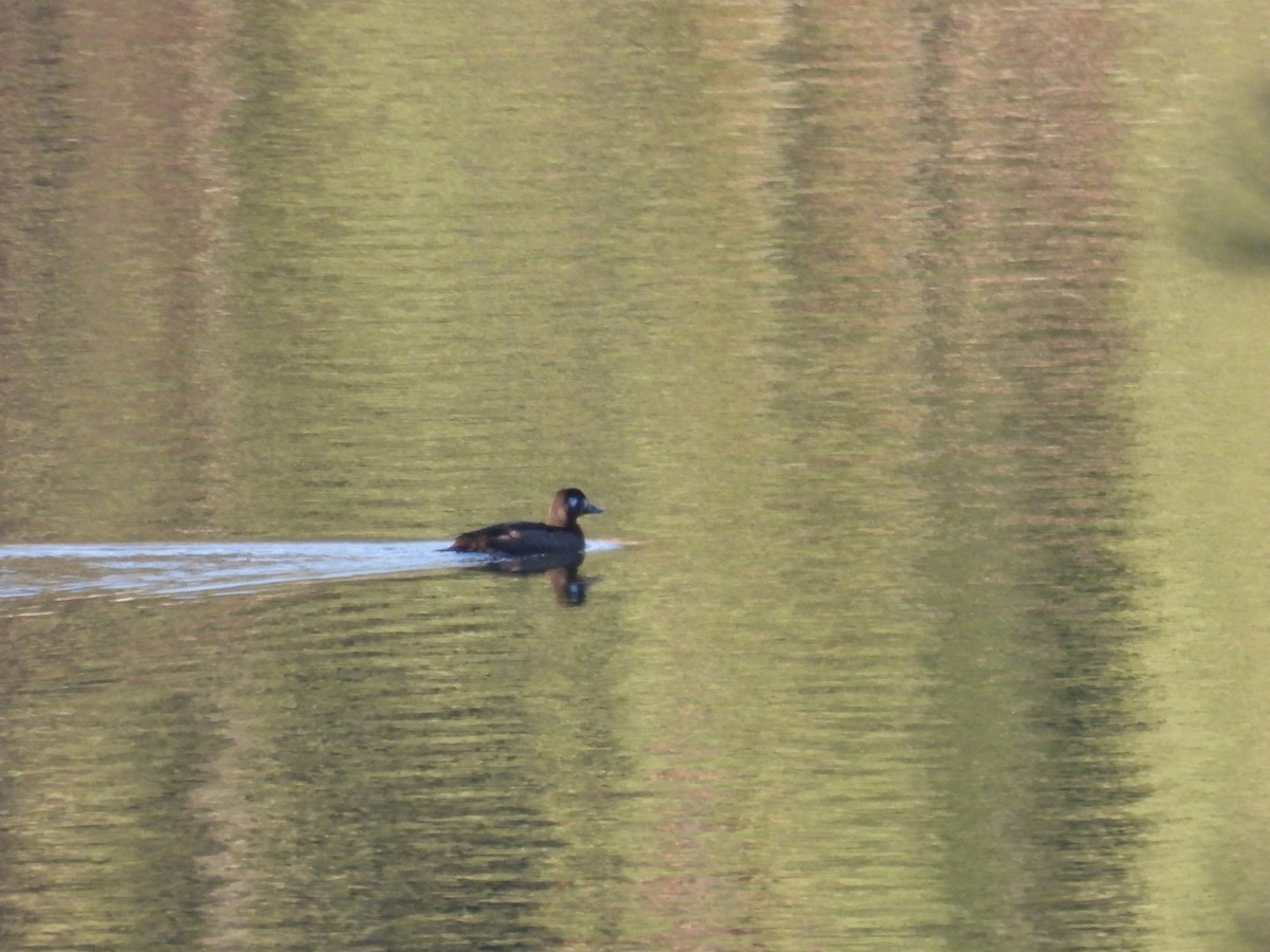 White-winged Scoter - ML646226265