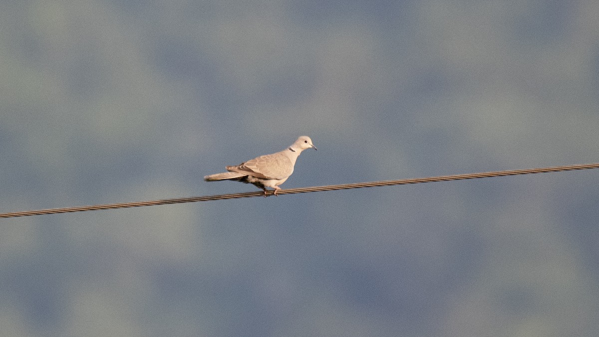 灰斑鳩 - ML646226269