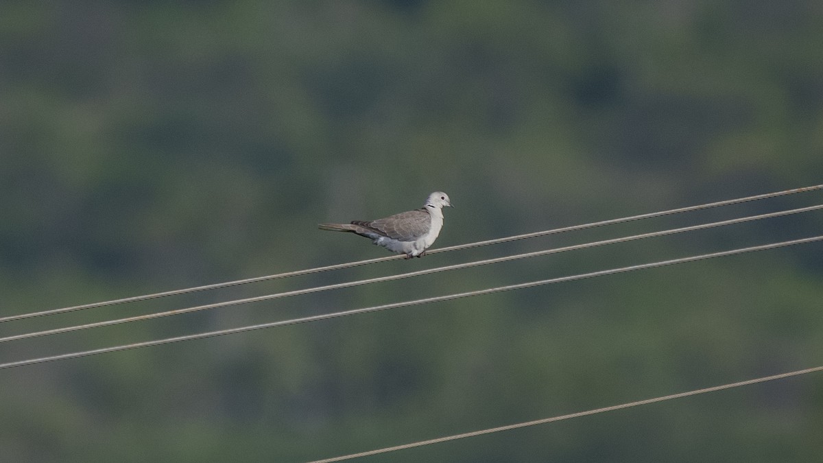 灰斑鳩 - ML646226270