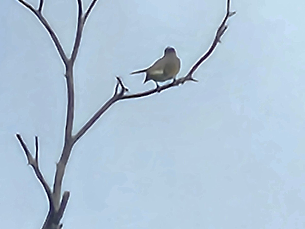 烏頭翁 - ML646226271