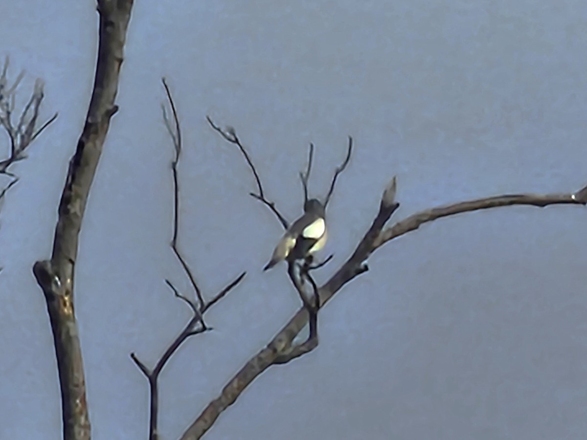 灰背椋鳥 - ML646226272