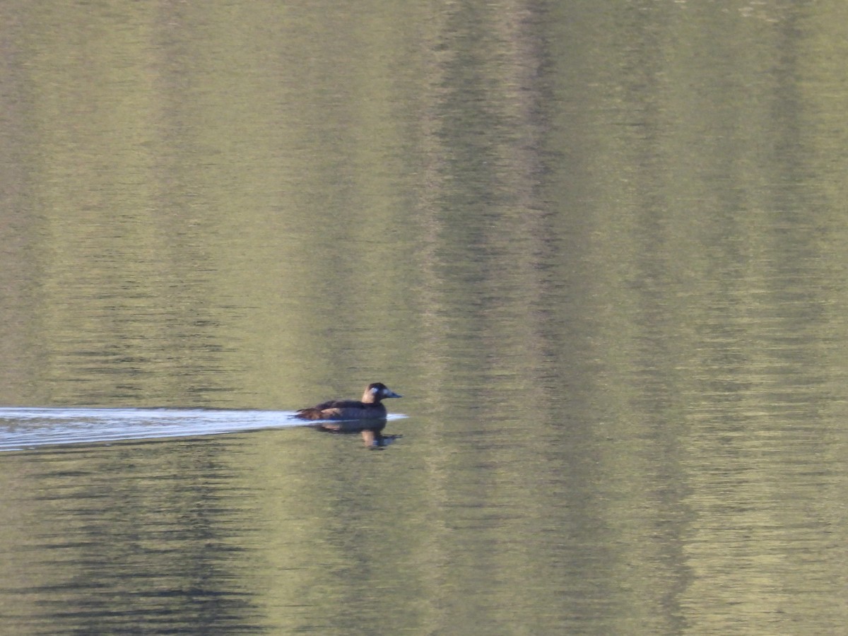 White-winged Scoter - ML646226273