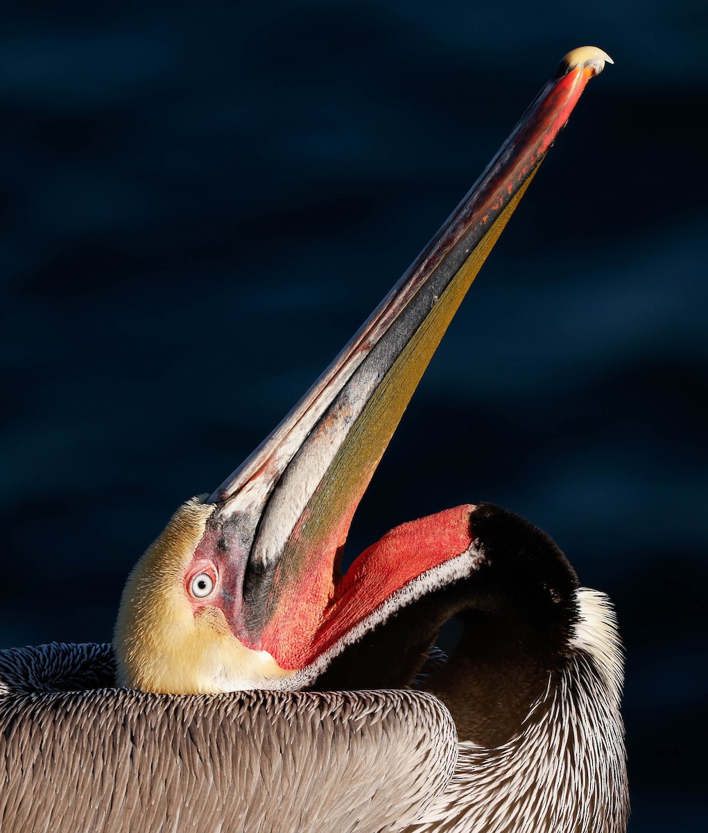 Brown Pelican - ML646226274