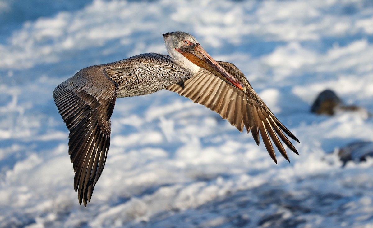 Brown Pelican - ML646226275