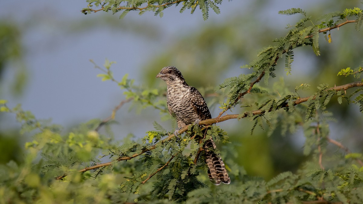 噪鵑 - ML646226276