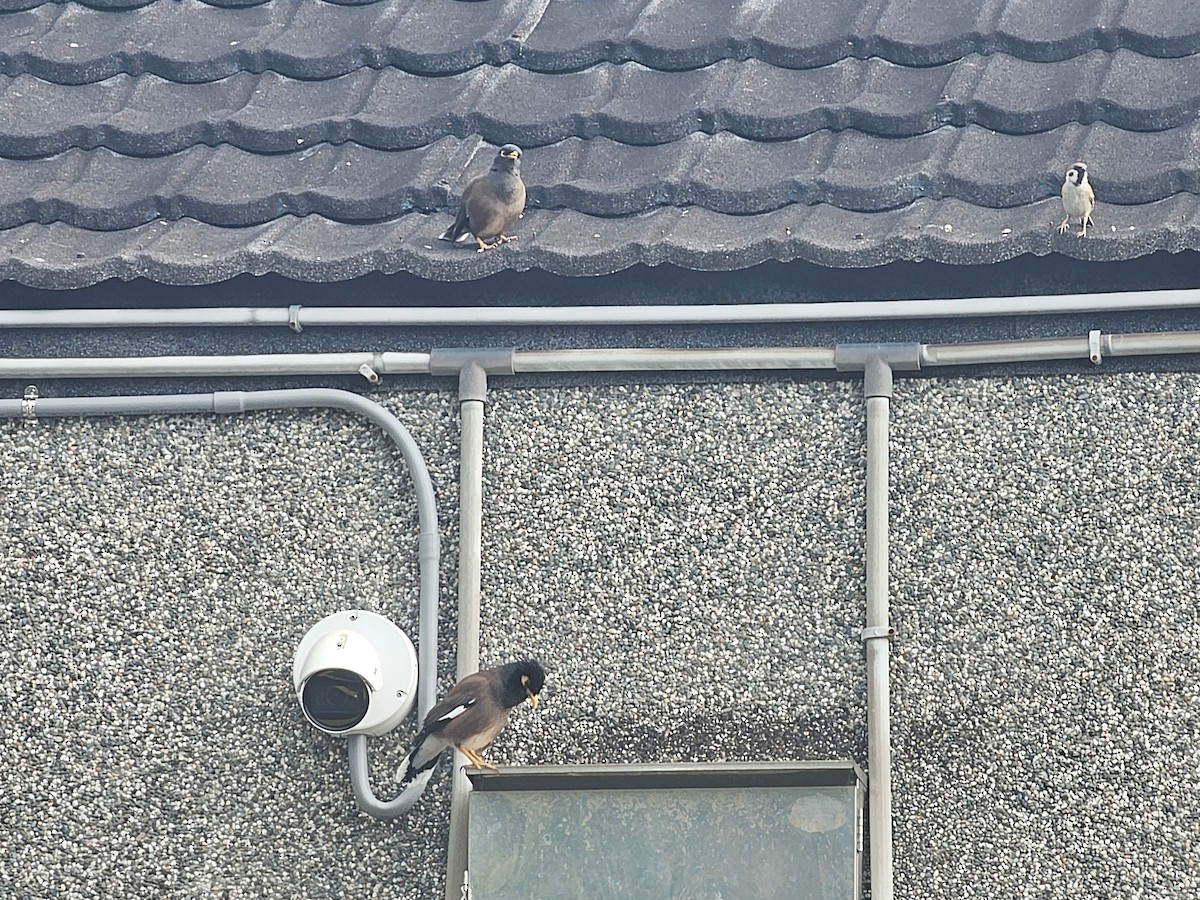 家八哥 - ML646226277