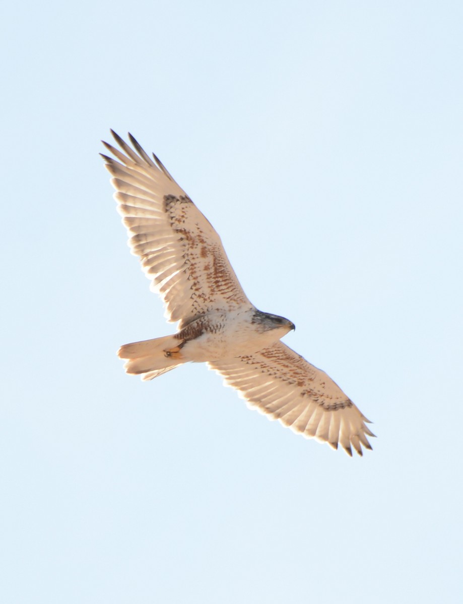 Ferruginous Hawk - ML646226278
