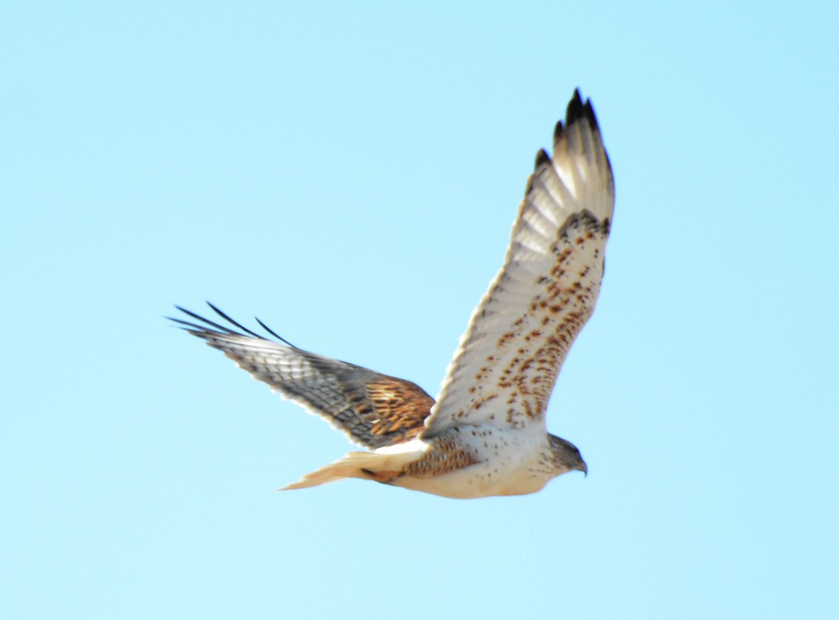 Ferruginous Hawk - ML646226279