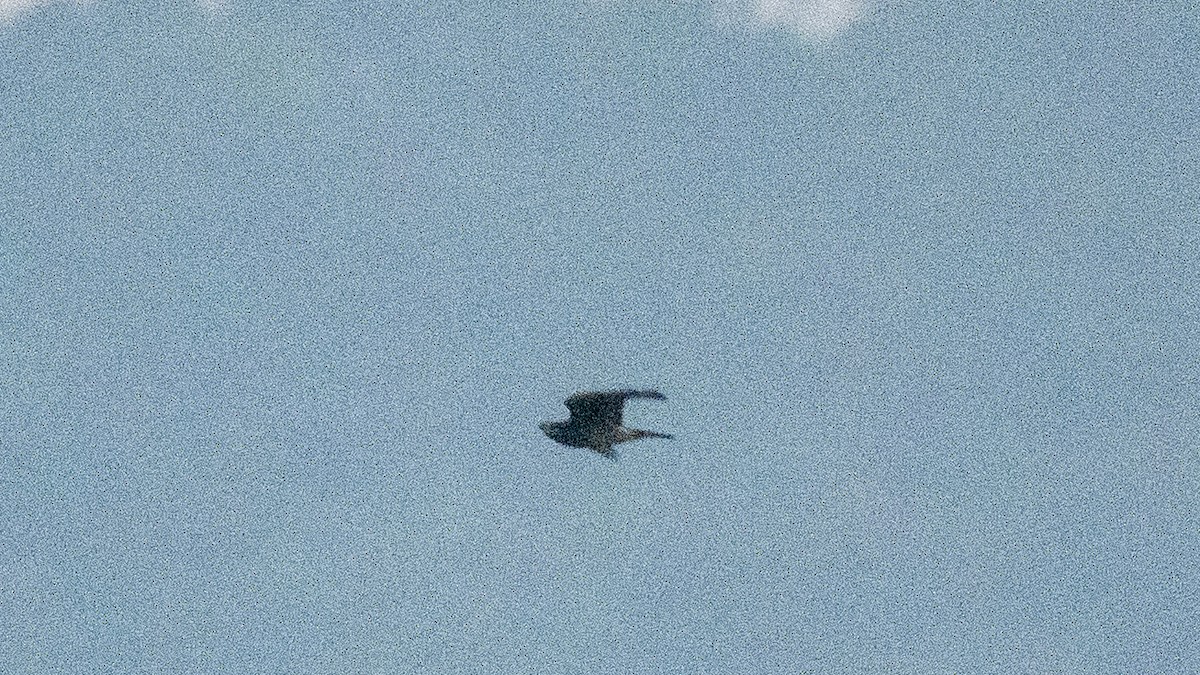 נץ בלתי-מזוהה - ML646226281