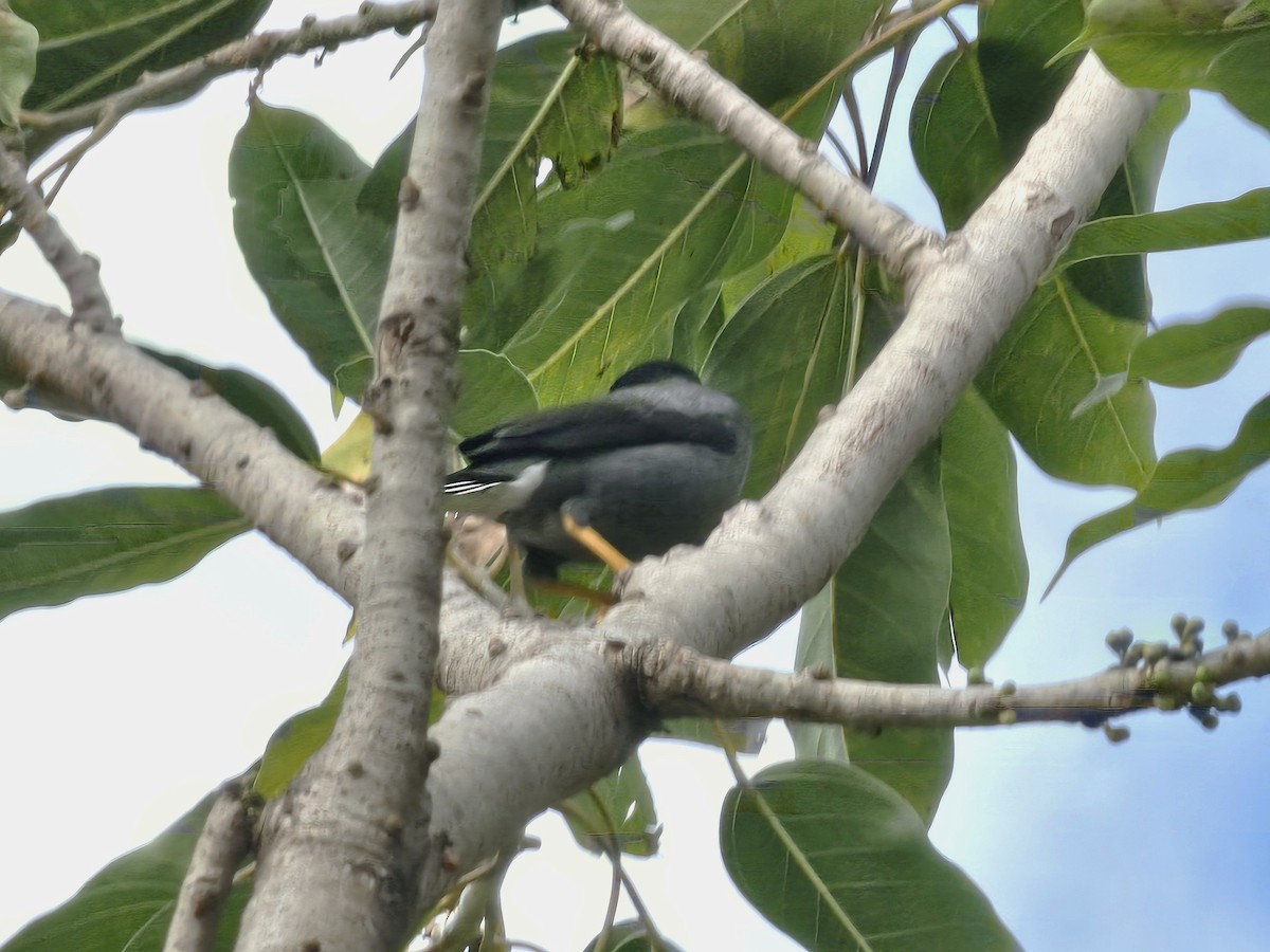 白尾八哥 - ML646226283