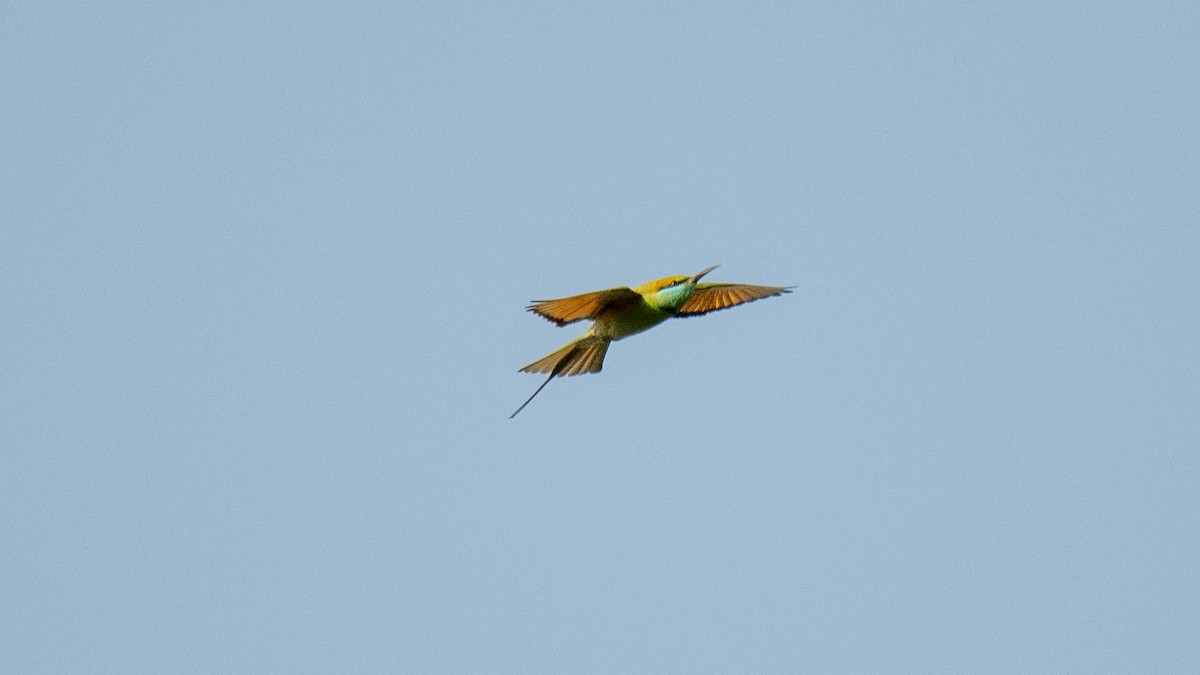 Asian Green Bee-eater - ML646226286