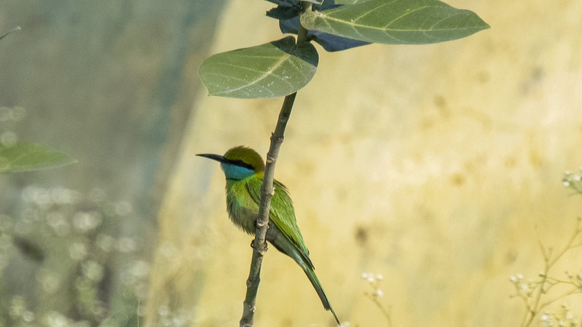Asian Green Bee-eater - ML646226287