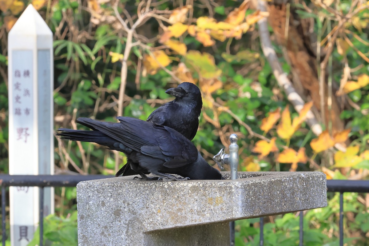 Large-billed Crow - ML646226290