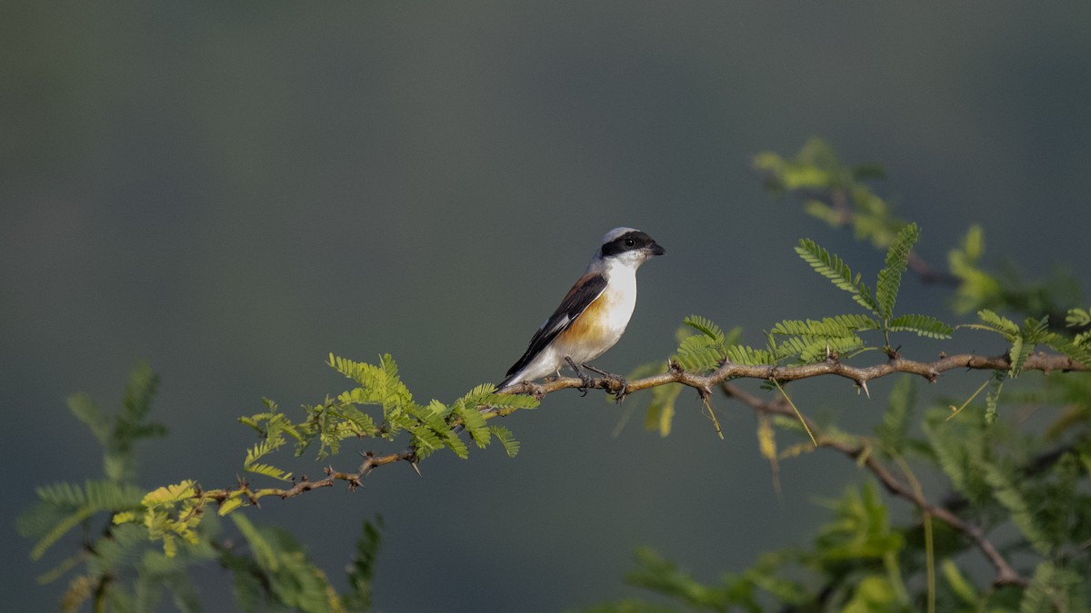 Bay-backed Shrike - ML646226292