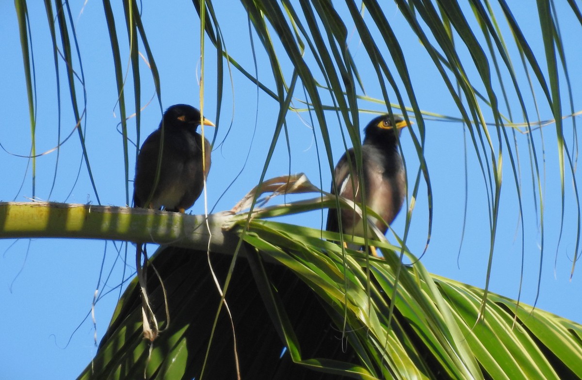 Common Myna - ML646226294