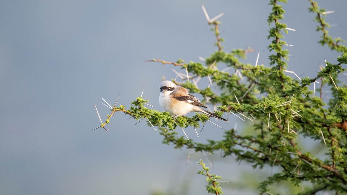 Bay-backed Shrike - ML646226295
