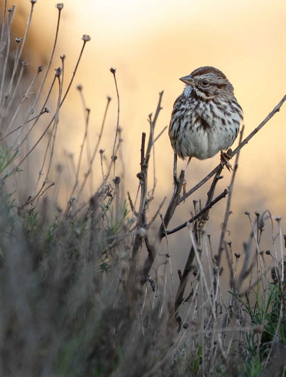 Song Sparrow - ML646226296