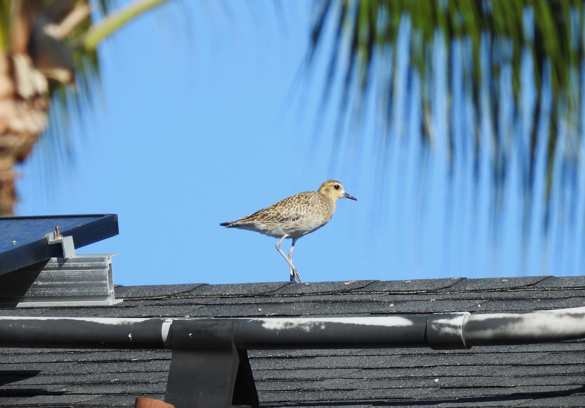 Pacific Golden-Plover - ML646226298