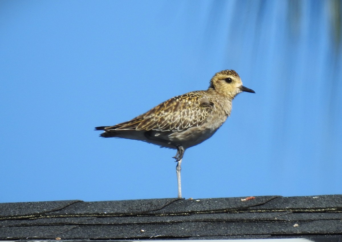 Pacific Golden-Plover - ML646226299