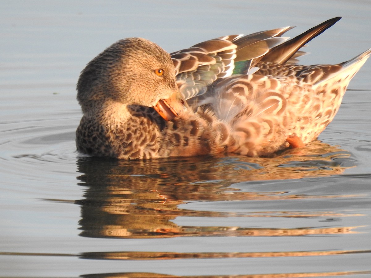 Northern Shoveler - ML646226300