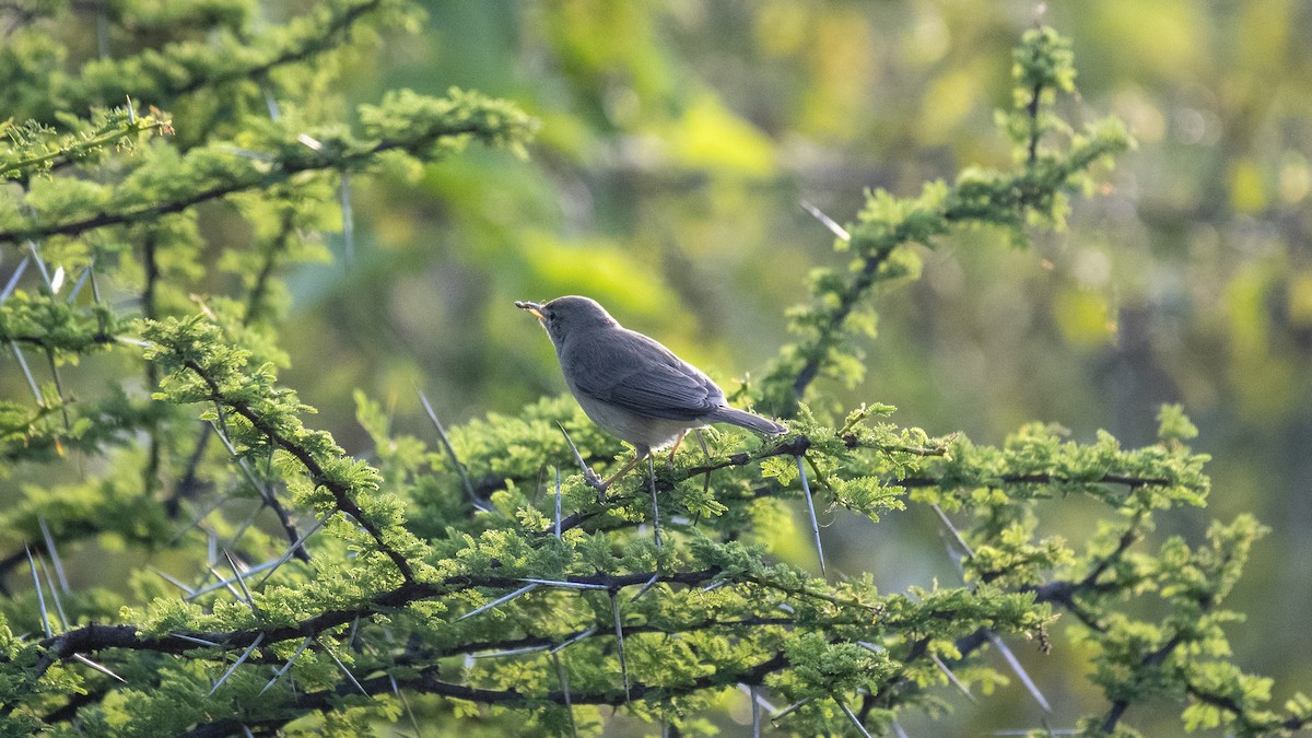 Sykes's Warbler - ML646226301