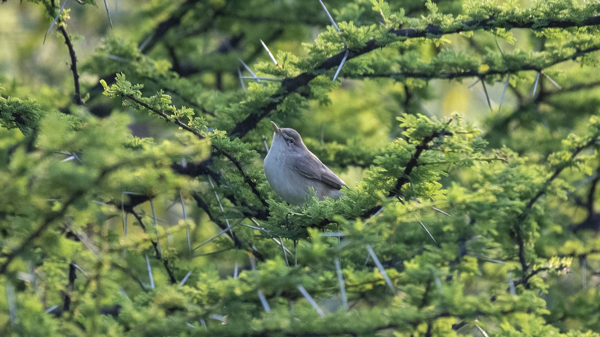 Sykes's Warbler - ML646226302