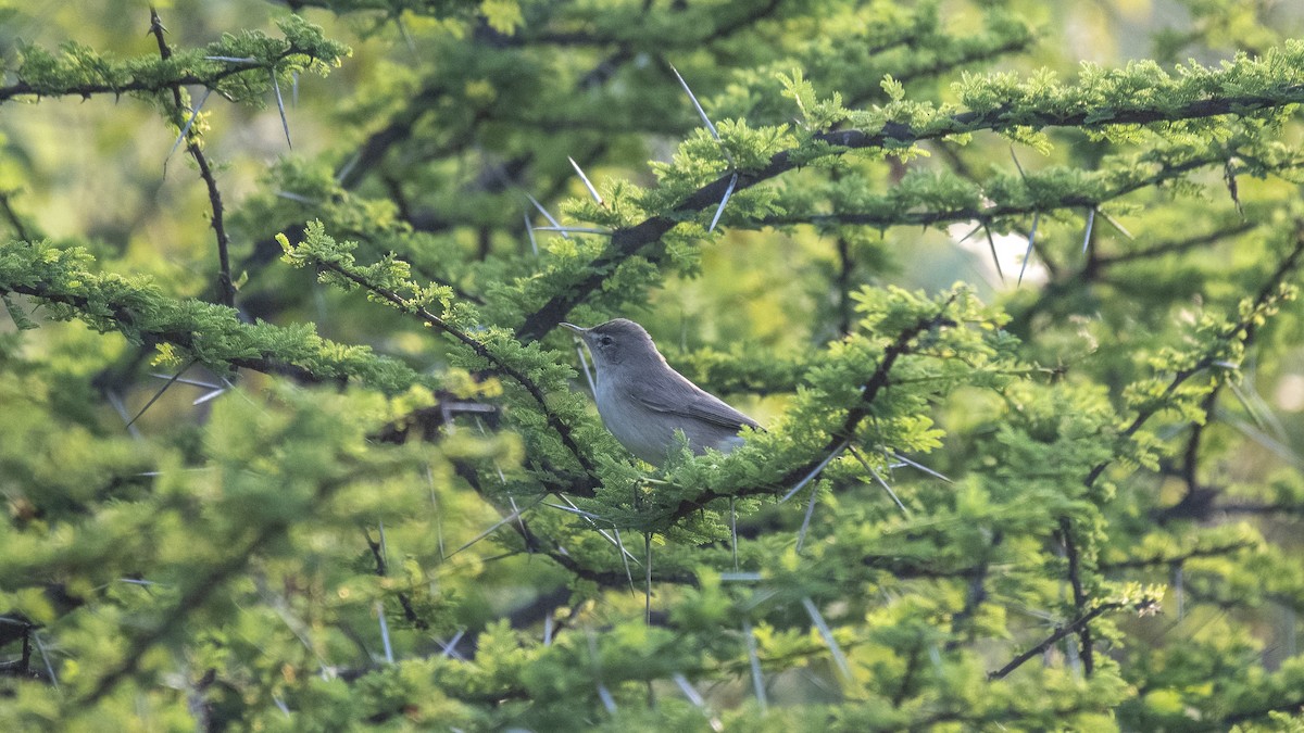 Sykes's Warbler - ML646226303