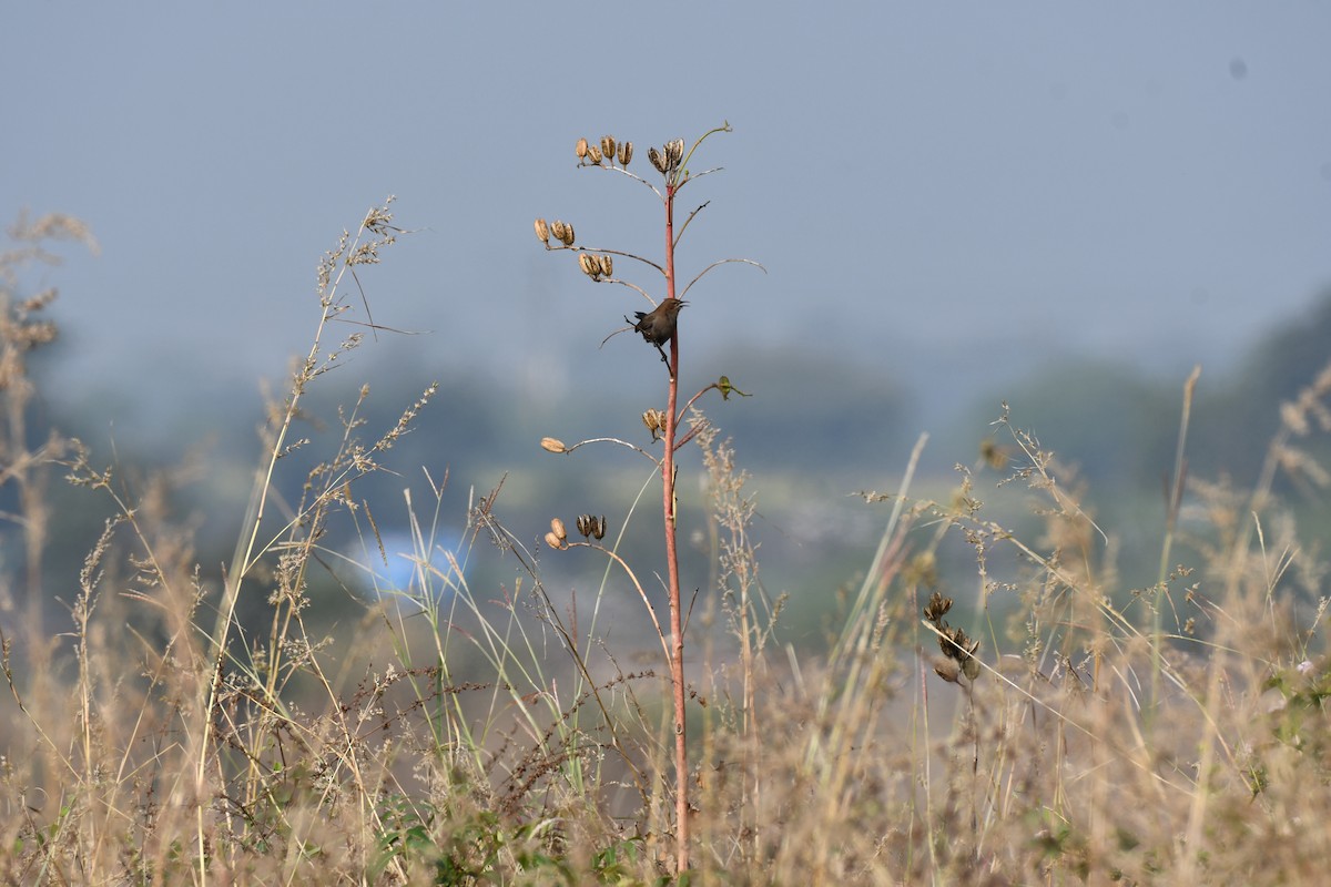Indian Robin - ML646226304