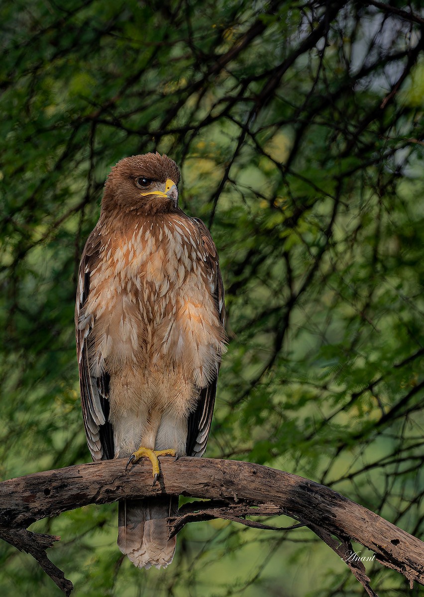 Indian Spotted Eagle - ML646226305