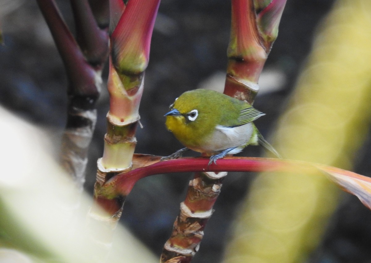 Warbling White-eye - ML646226307