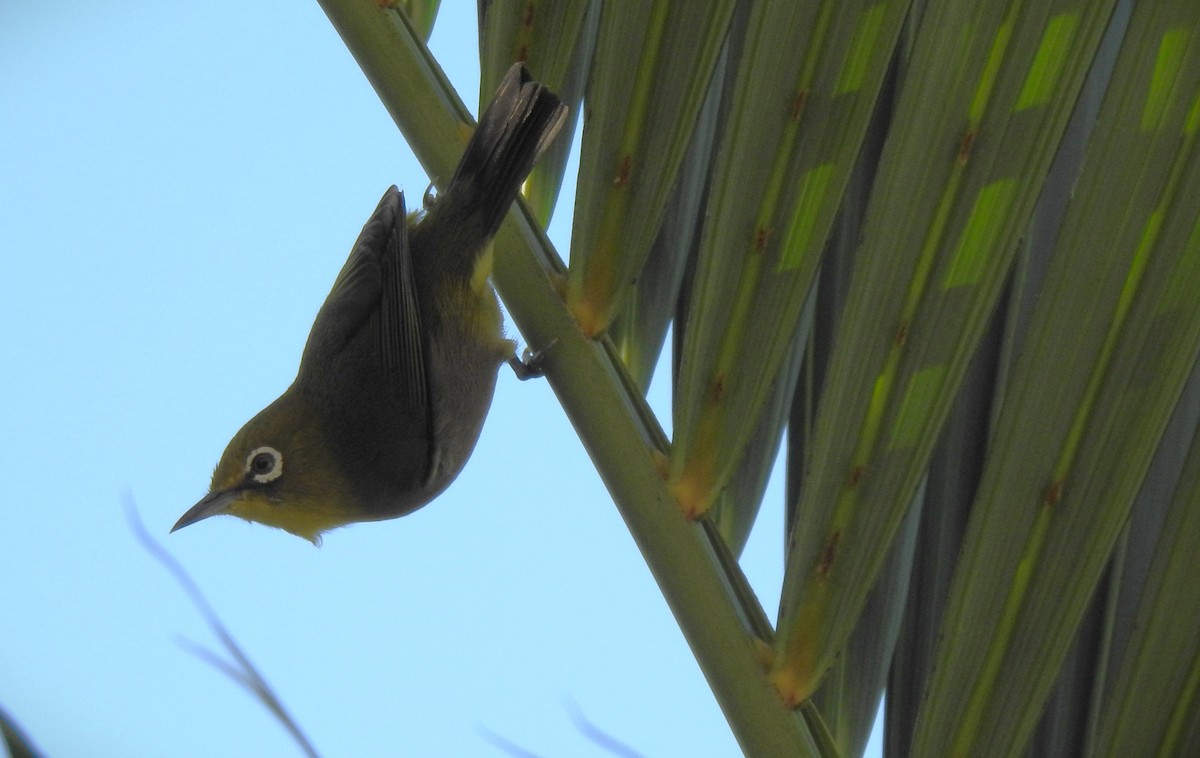 Warbling White-eye - ML646226308
