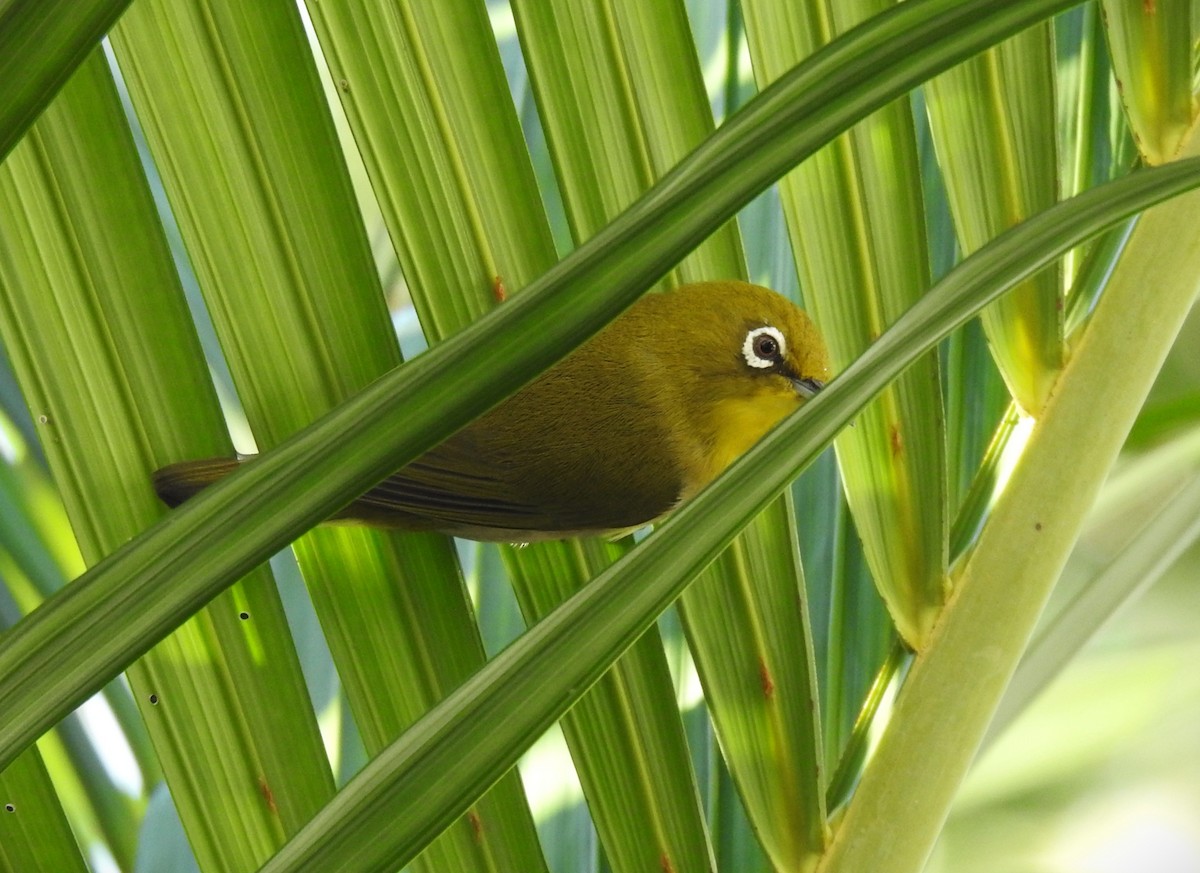 Warbling White-eye - ML646226309
