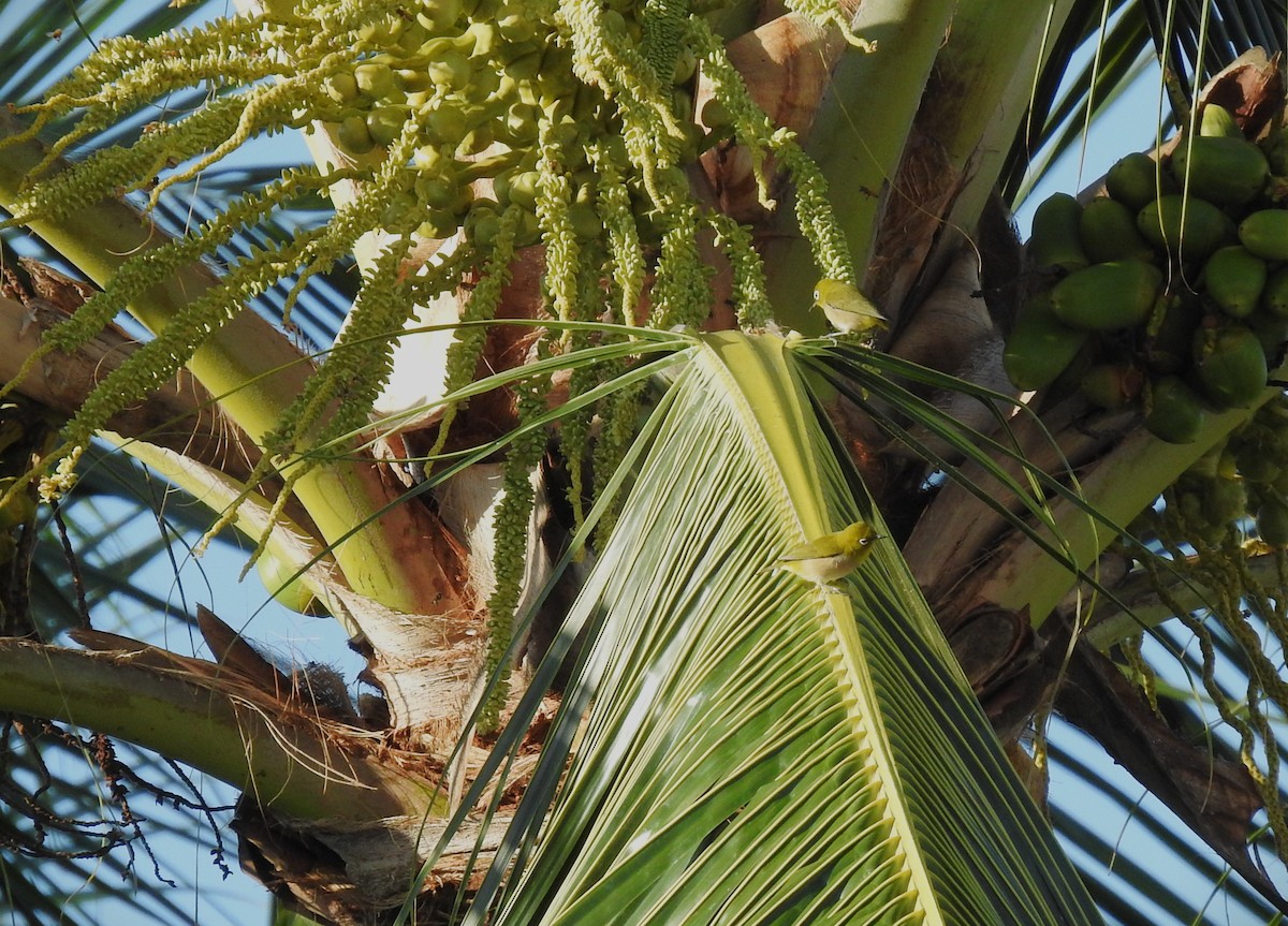 Warbling White-eye - ML646226310
