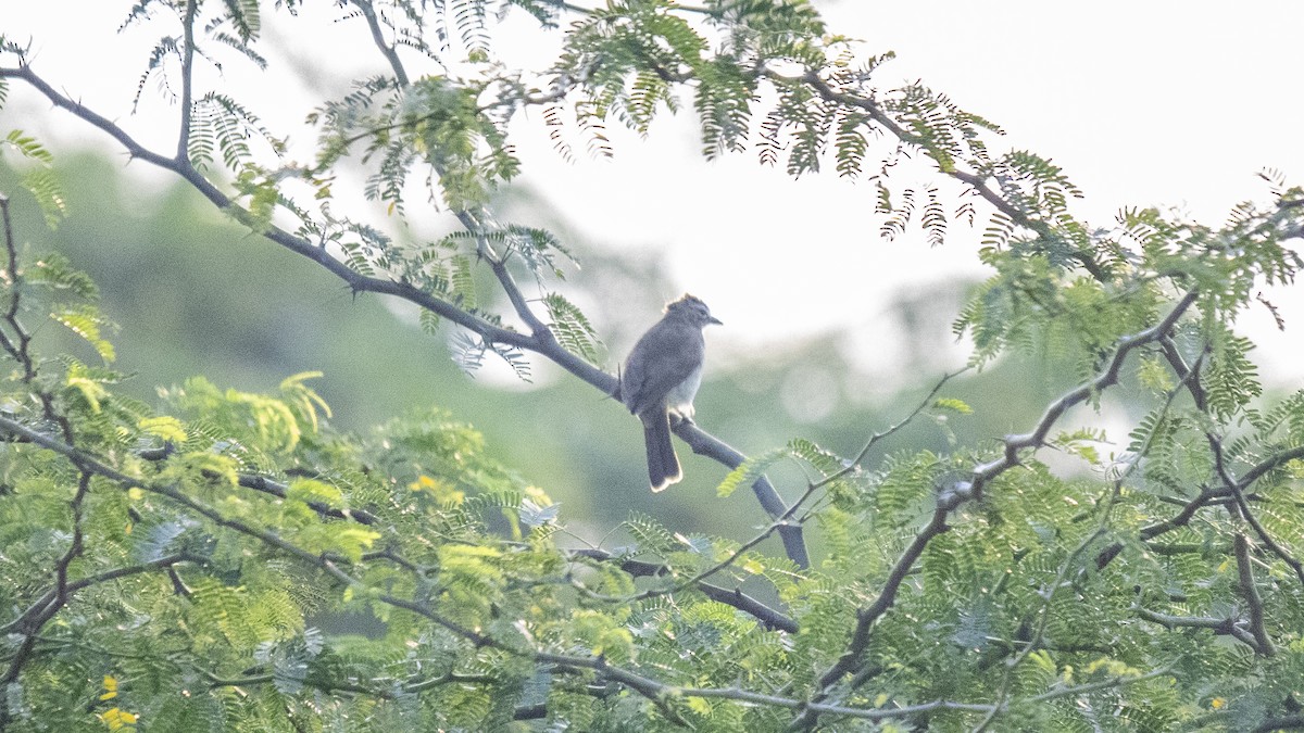 White-browed Bulbul - ML646226311
