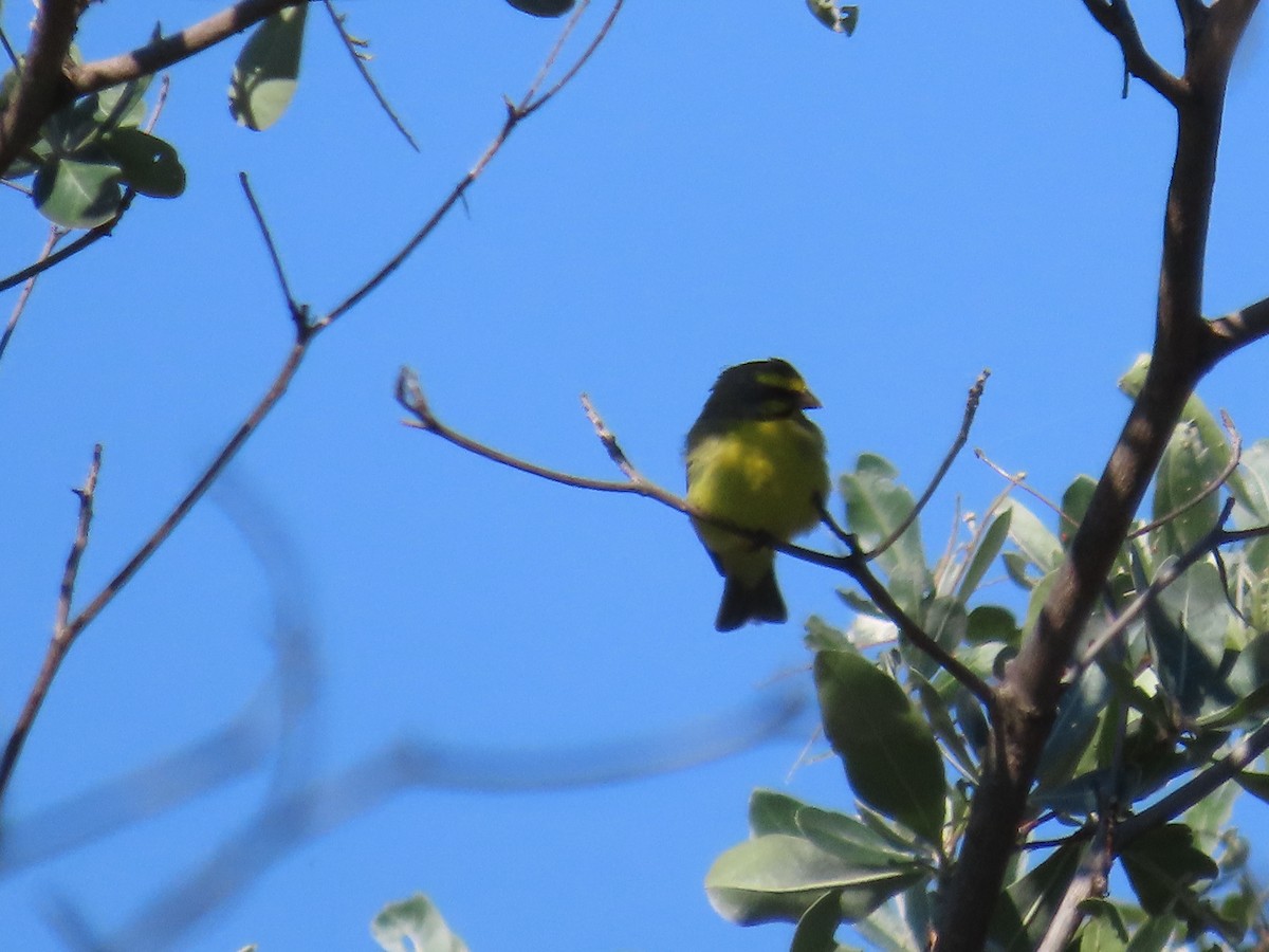 Yellow-fronted Canary - ML646226313