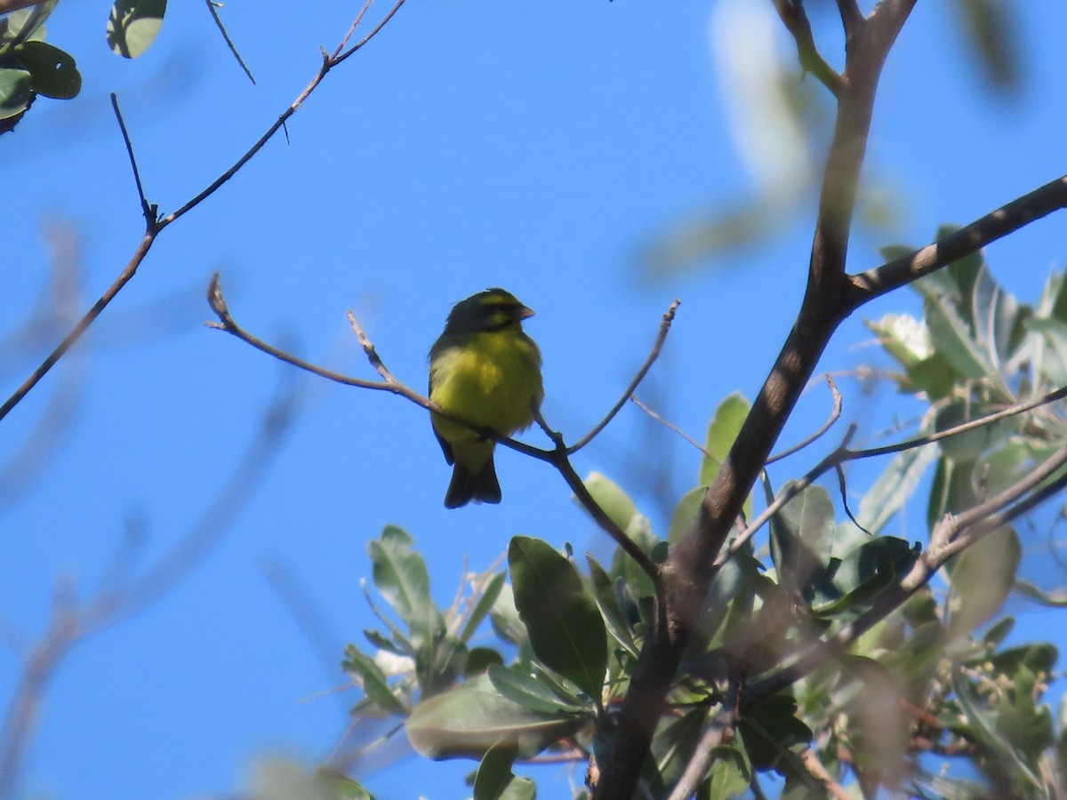 Yellow-fronted Canary - ML646226314