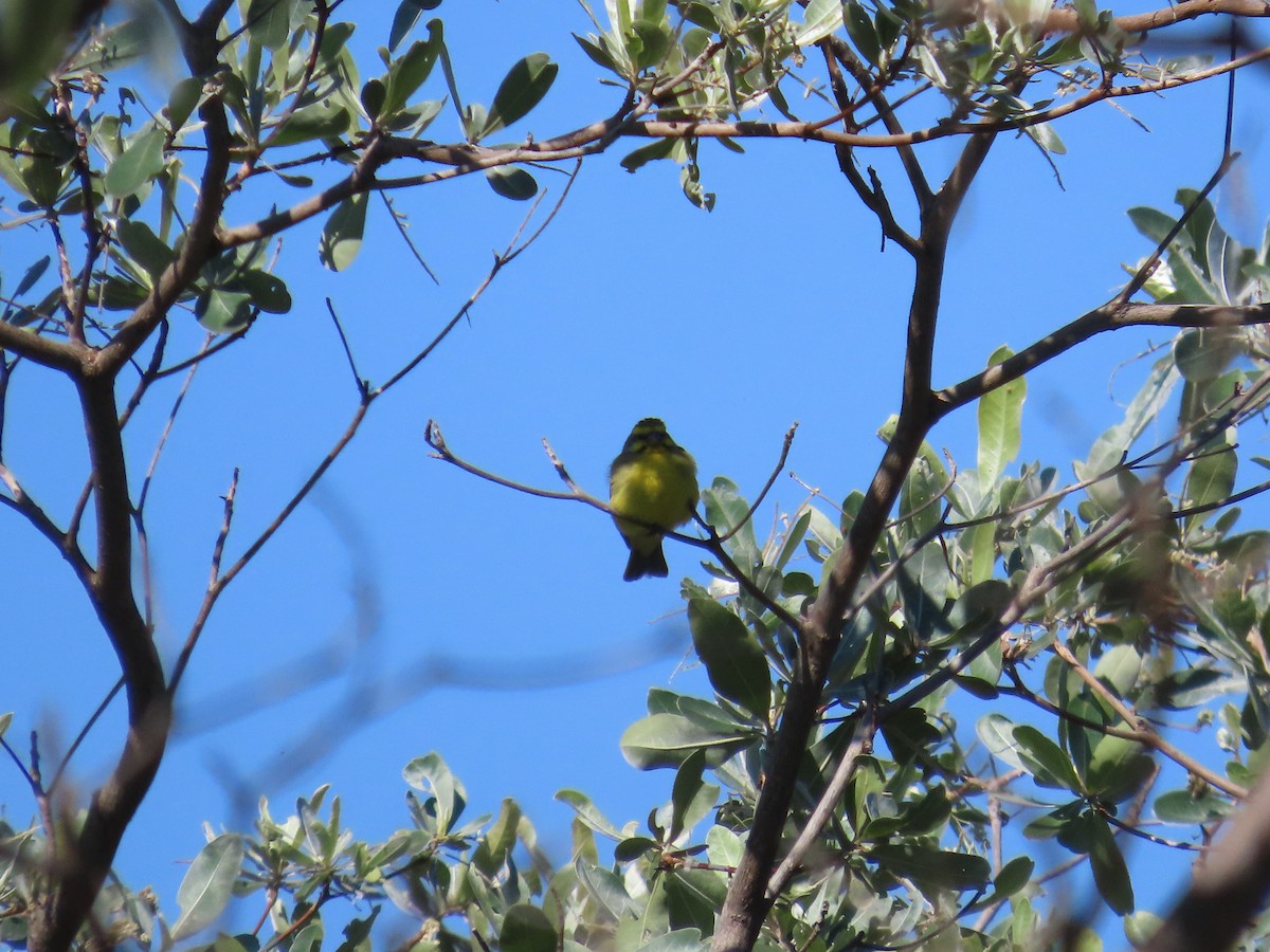Yellow-fronted Canary - ML646226315