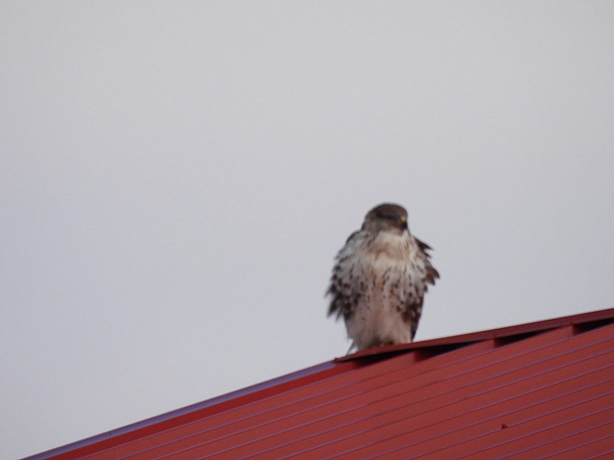 Common Crane - ML646226316