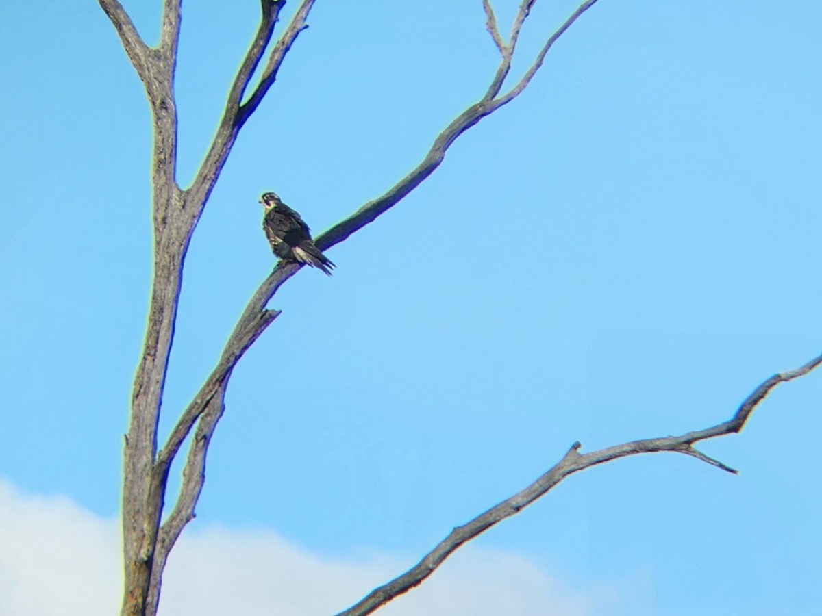 Peregrine Falcon - ML646226319