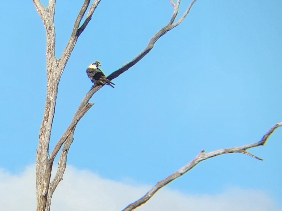 Peregrine Falcon - ML646226320