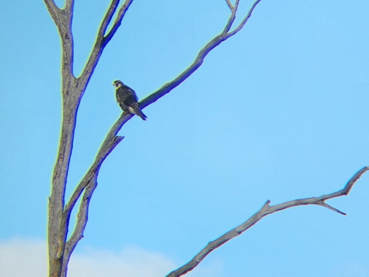 Peregrine Falcon - ML646226321