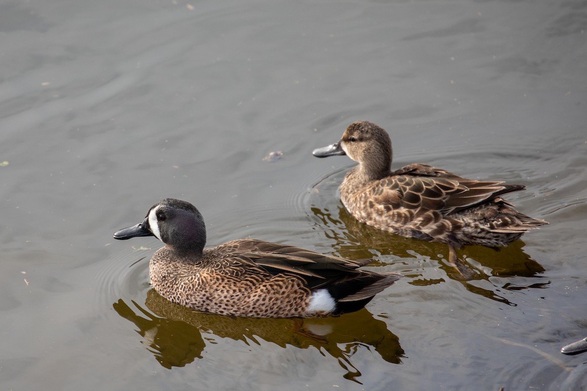 Blue-winged Teal - ML646226323