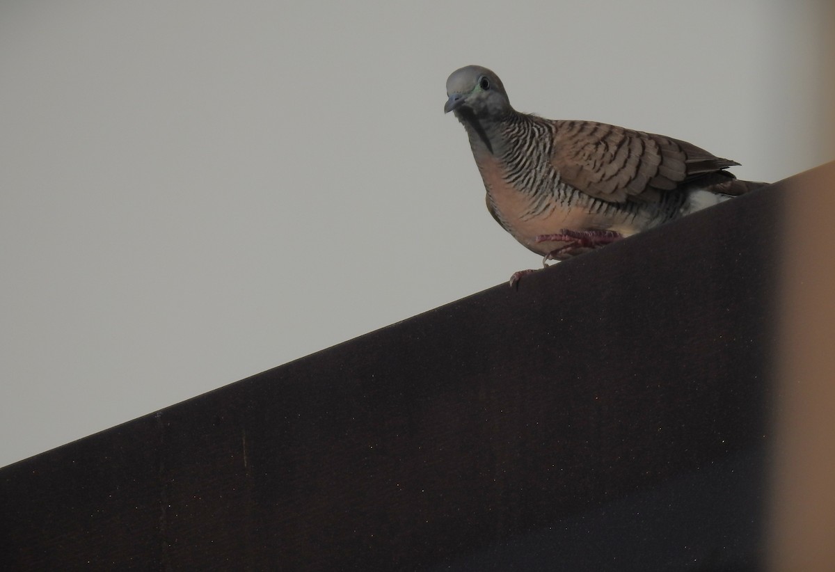 Zebra Dove - ML646226325