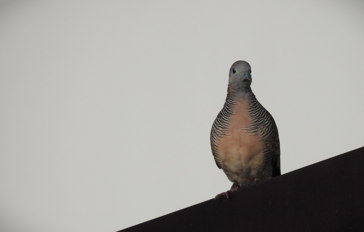 Zebra Dove - ML646226326