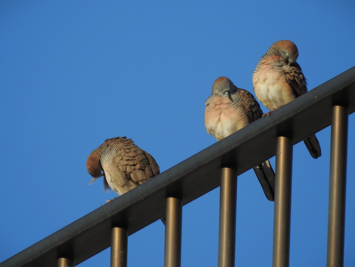 Zebra Dove - ML646226327