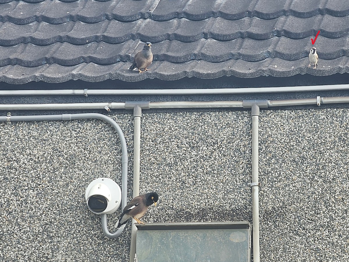 Eurasian Tree Sparrow - ML646226328